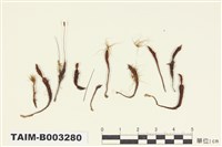 藏品(小金髮苔屬)的圖片